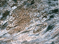 tree bark 10