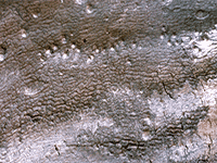 tree bark 11