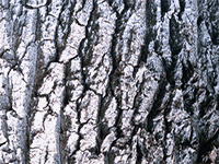 tree bark 12