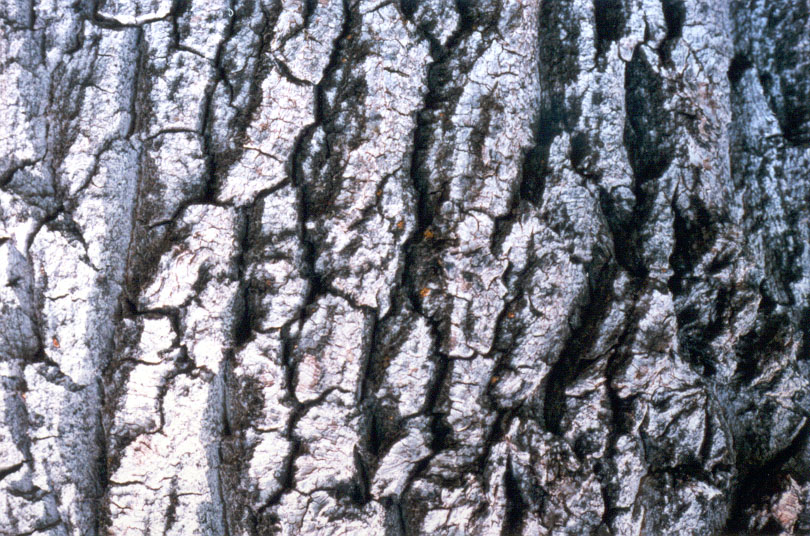 bark12