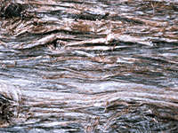 tree bark 13