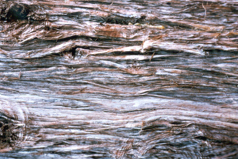 bark13
