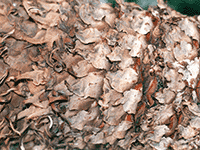 tree bark 18