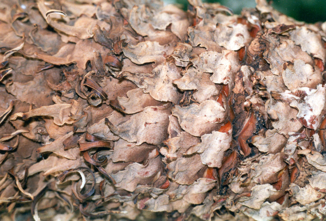 bark18