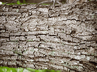 tree bark 19