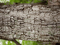 tree bark 20