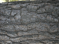 tree bark 22