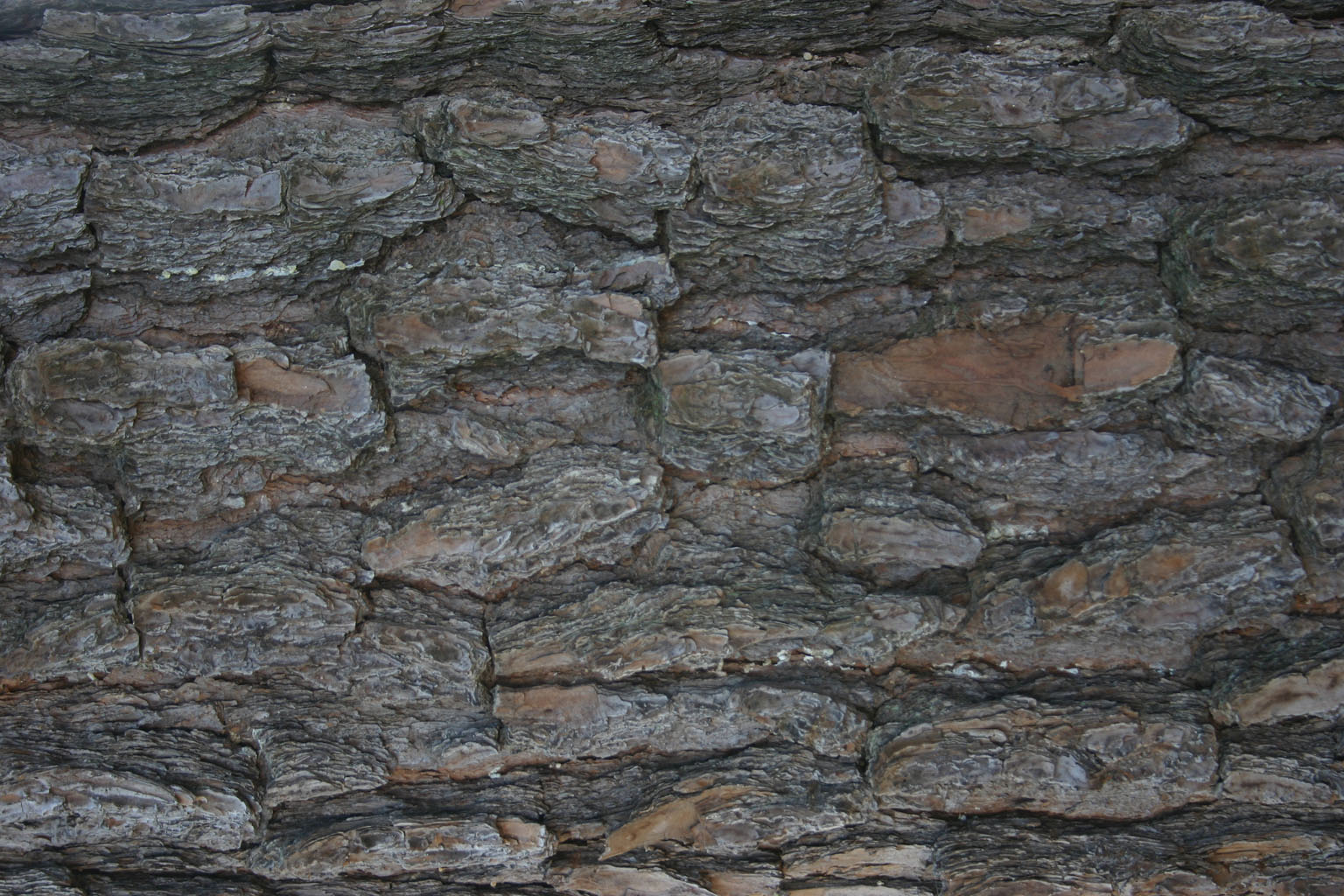 bark23