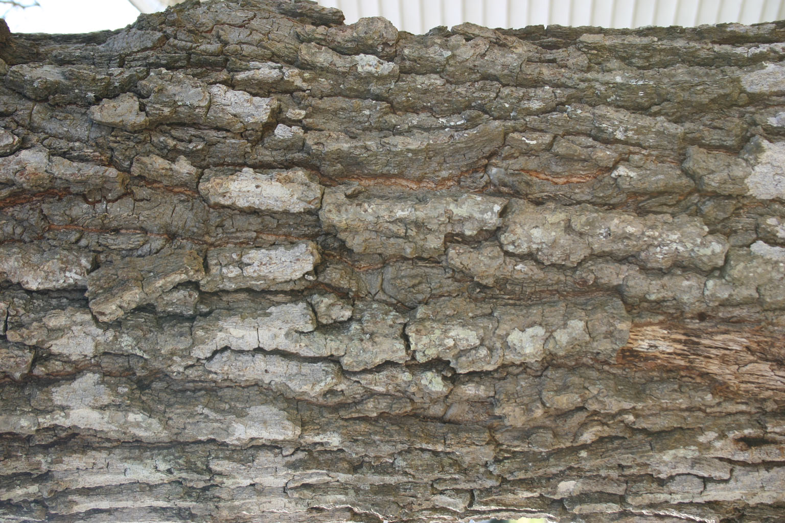 bark25