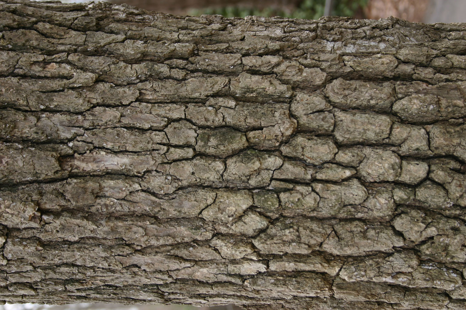bark27
