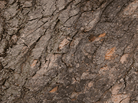 tree bark 30