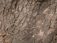 tree bark 31