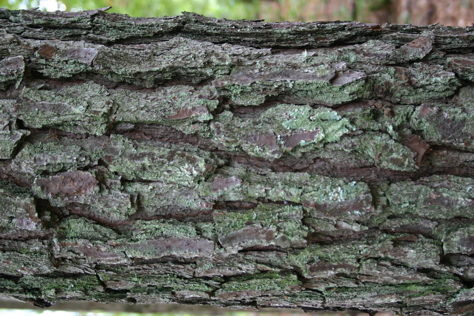 bark32