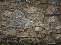 tree bark 34