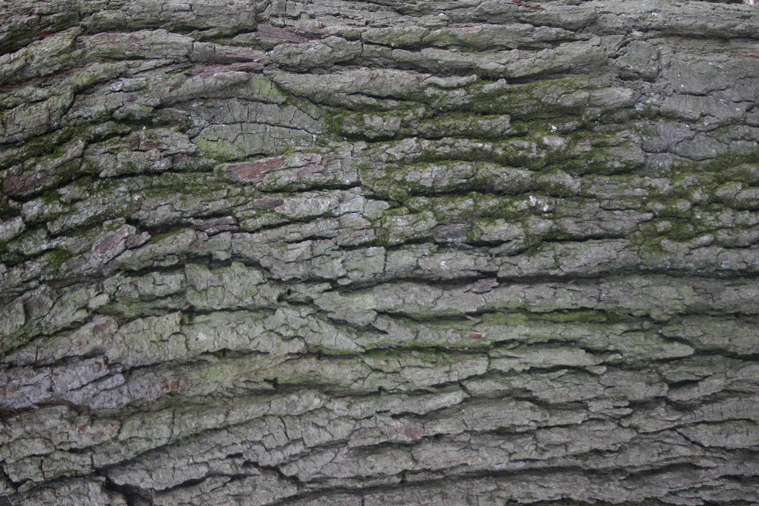 bark37