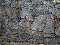 tree bark 38