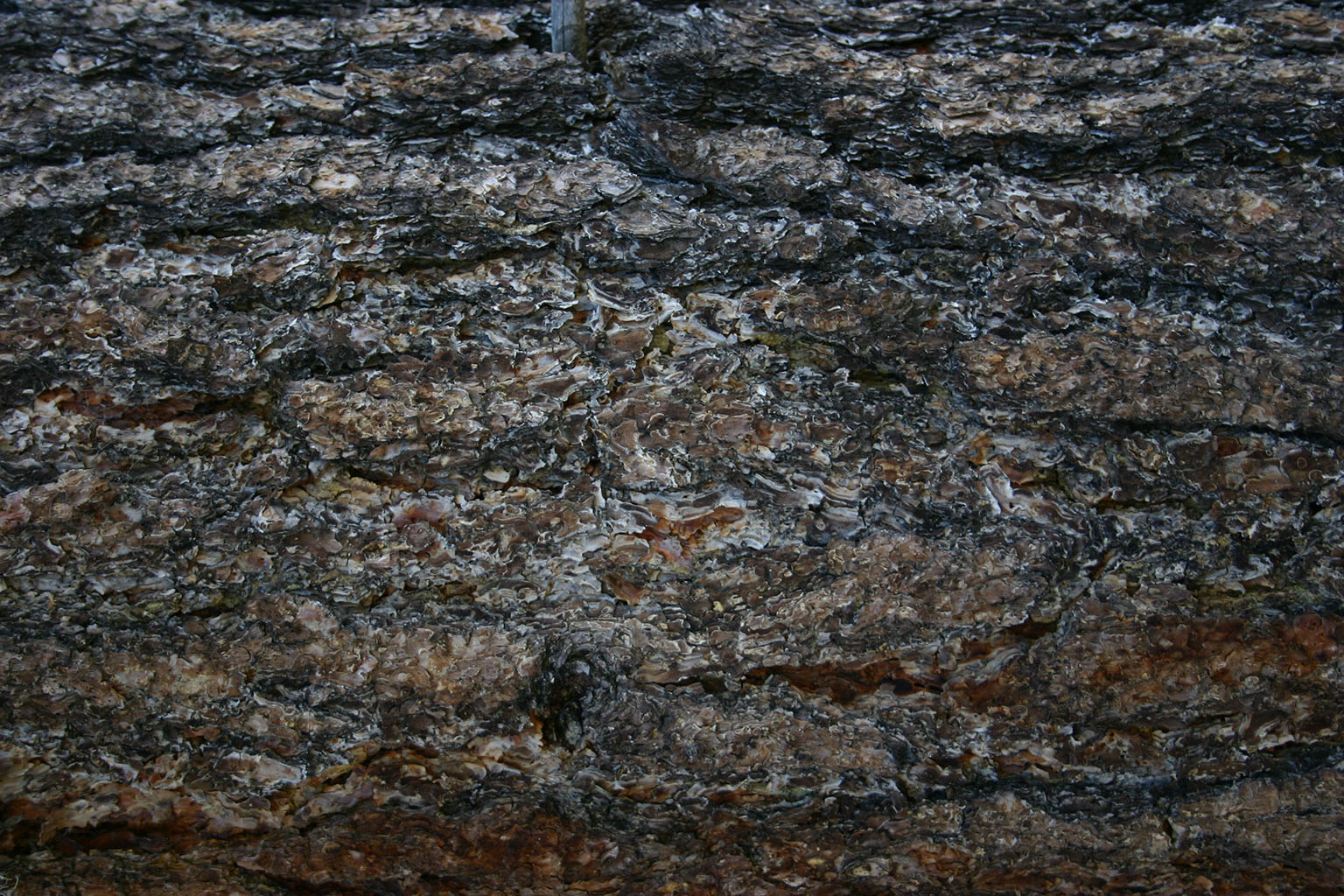 bark40