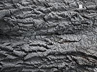 tree bark 42