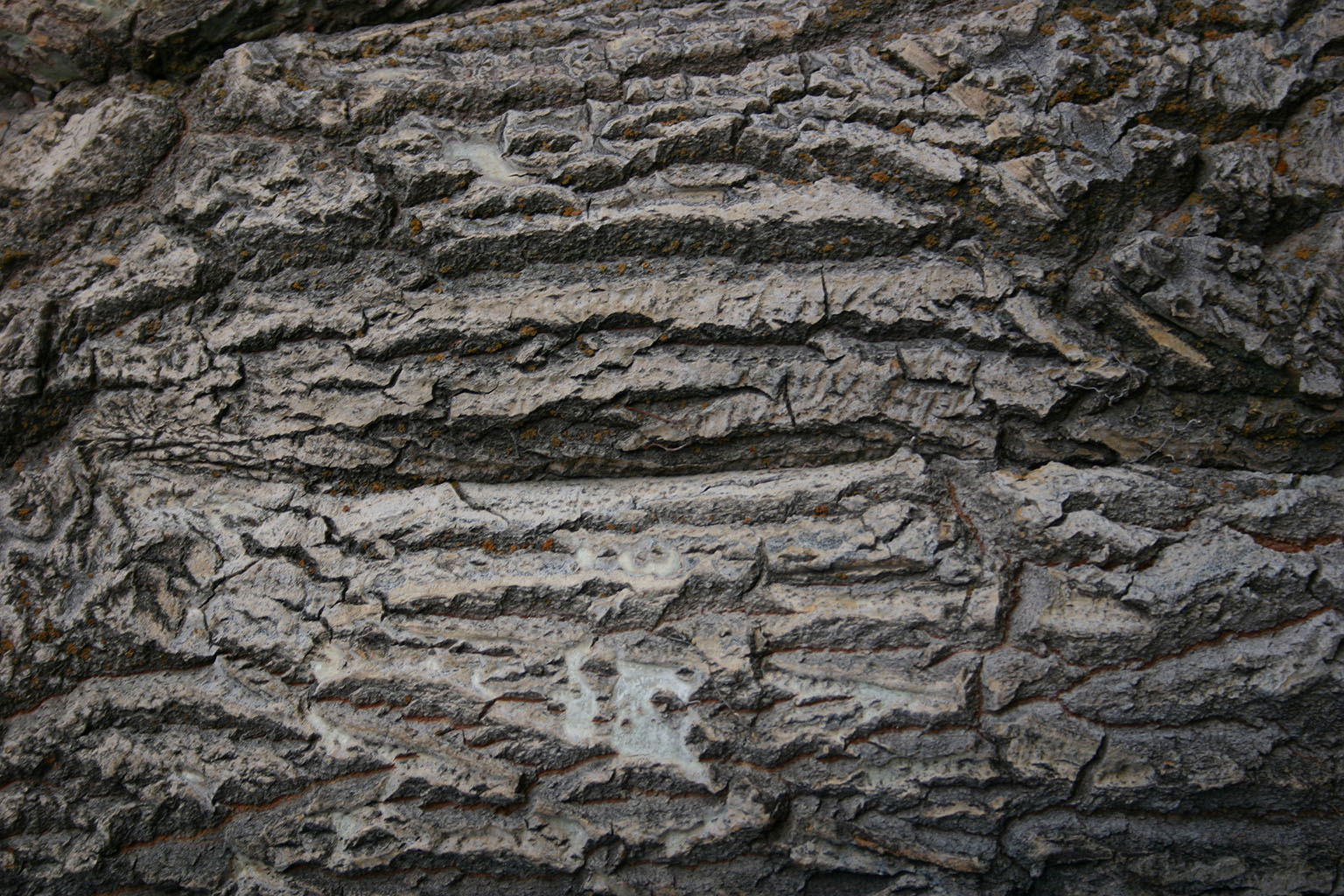 bark43