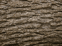 tree bark 44