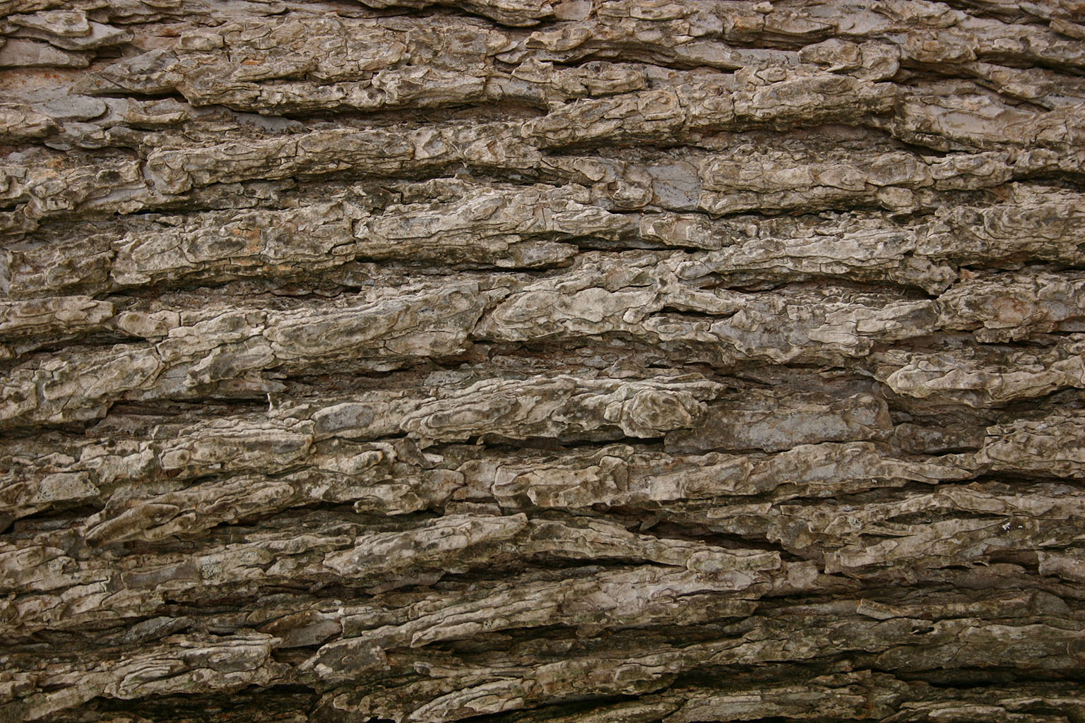 bark44