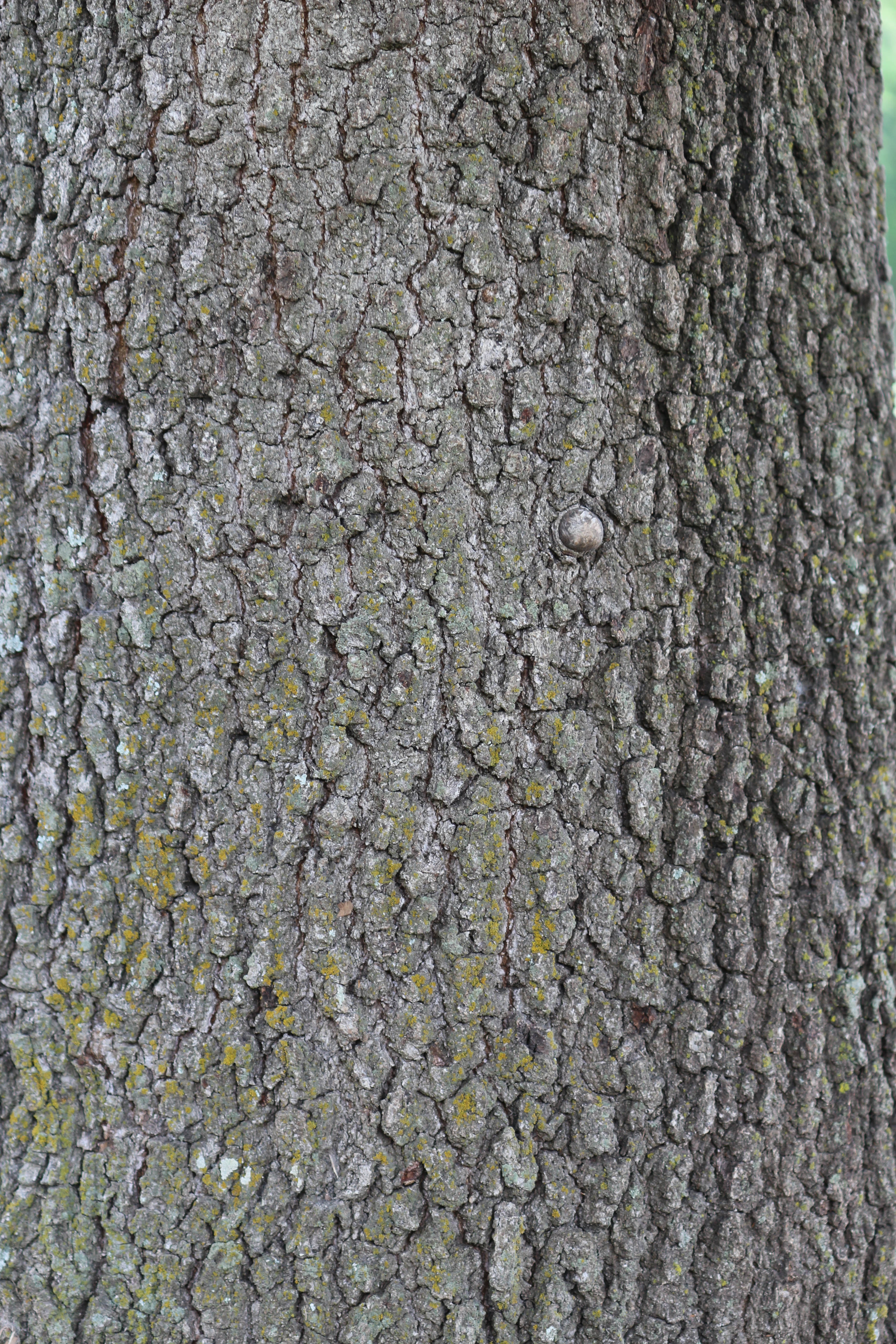 bark47