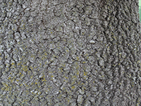 tree bark 47