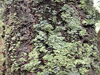 tree bark 49