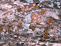 tree bark 6