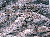 tree bark 7