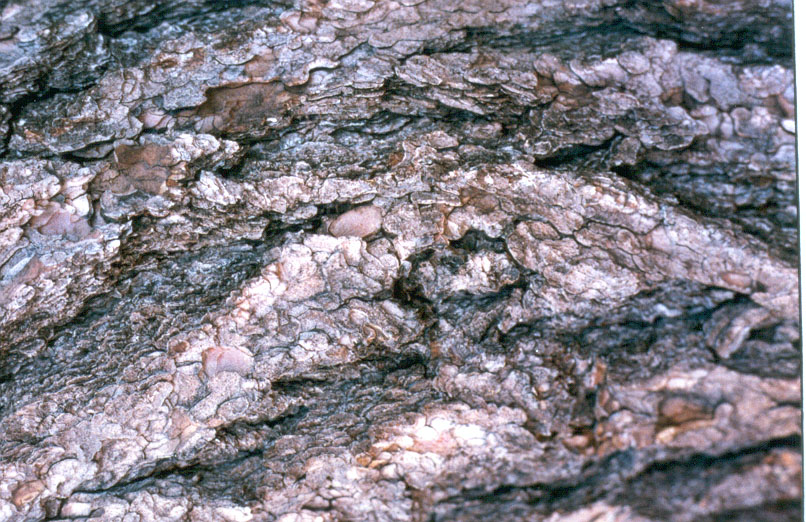 bark7