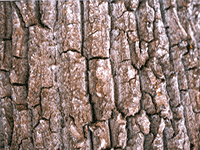 tree bark 8