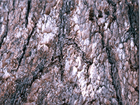 tree bark 9