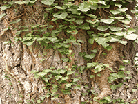 bark ivy vine