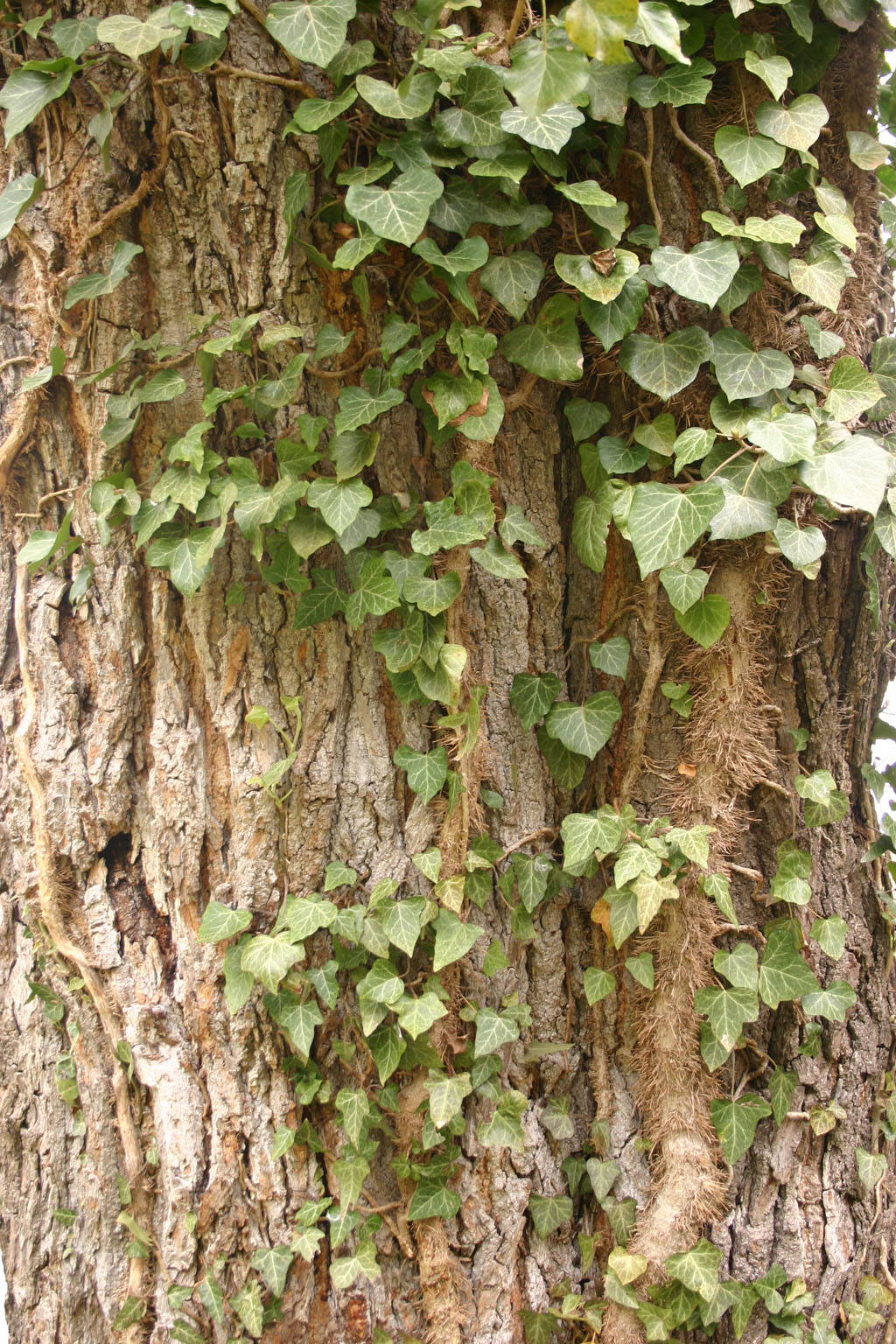 bark_ivy_vine