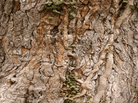 bark ivy vine 1