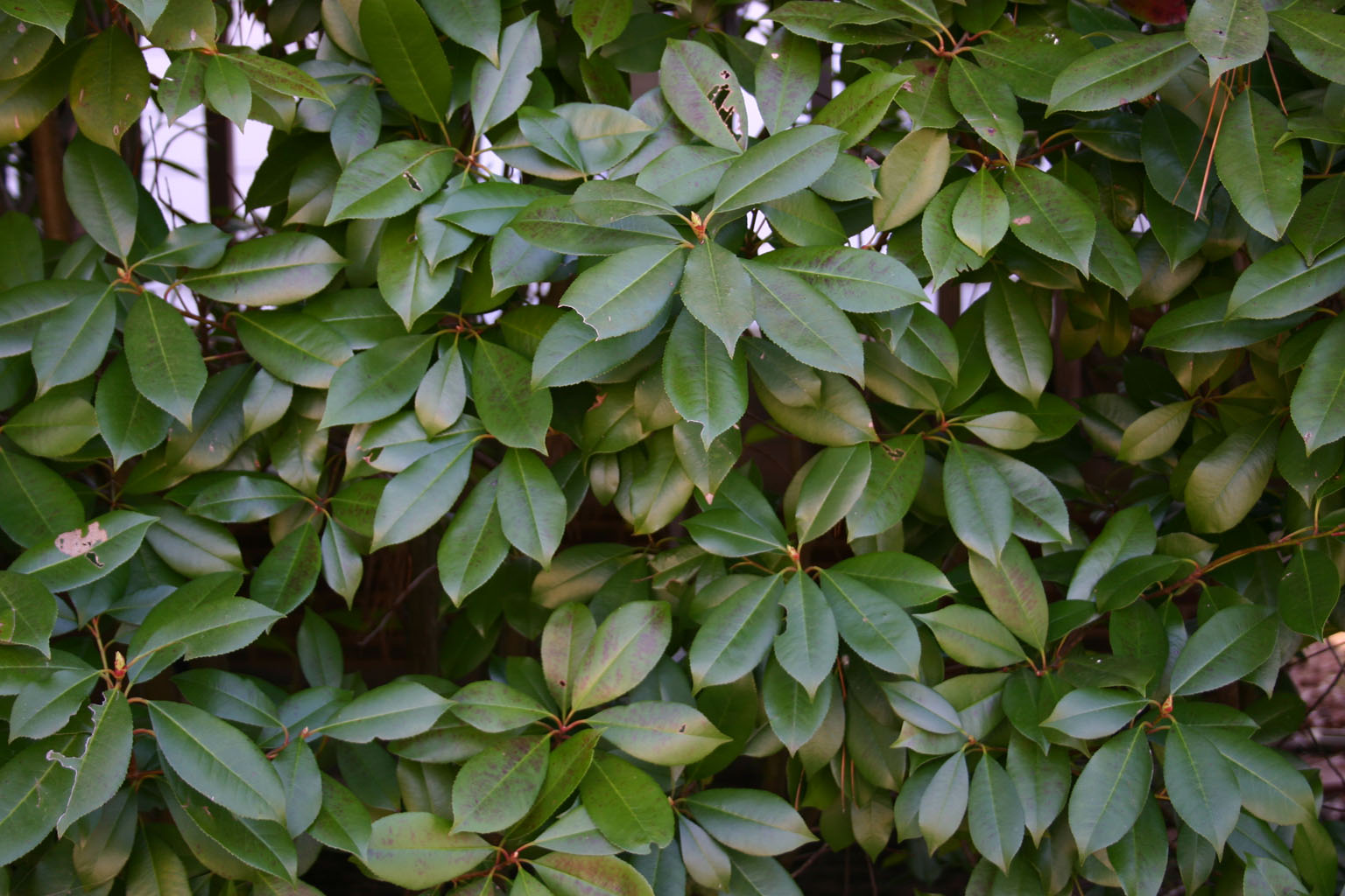 bush_leaves1