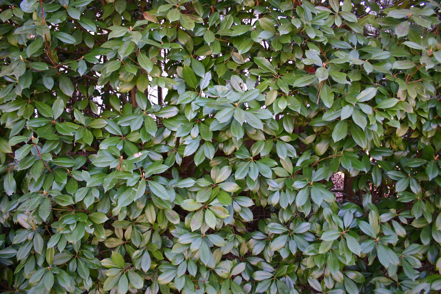 bush_leaves2