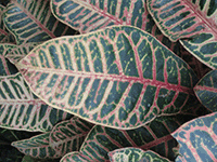 foliage 17