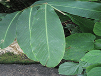 foliage 18