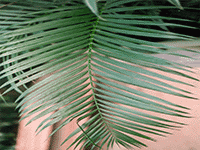 foliage5