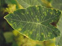 foliage9