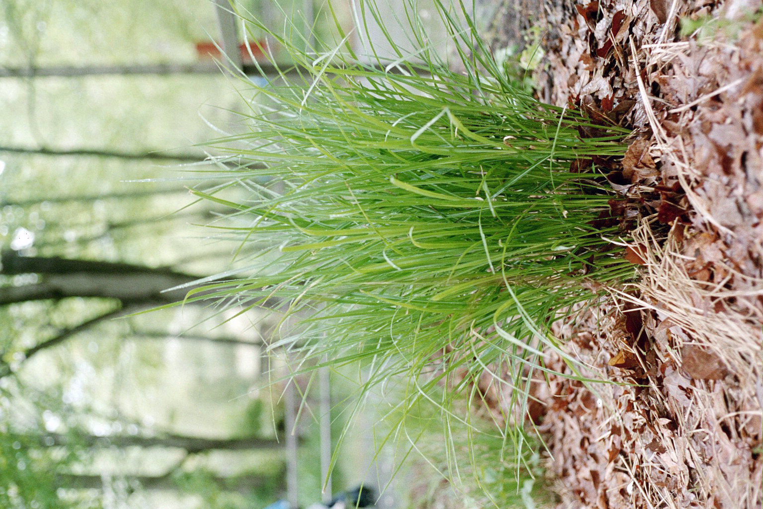 grass01