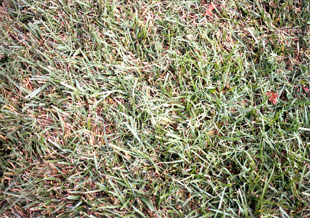 grass1