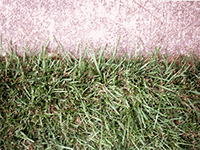 grass_cement1