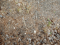 ground03
