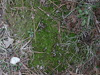 mossy ground