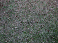 ground grass