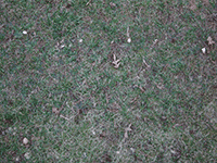 ground grass