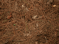 pine needles